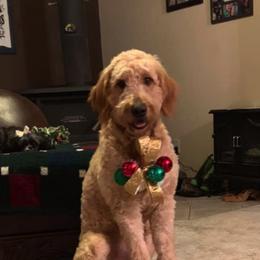 Goldendoodles from Goldendoodles406
