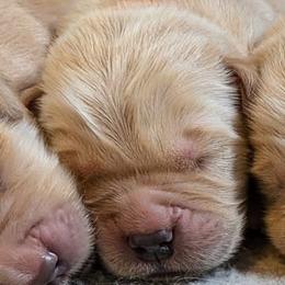 Girl 1 - Golden female Golden Retriever puppy in Kittanning, Pennsylvania from Shadomoon