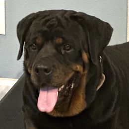 Valkerie - Rottweiler