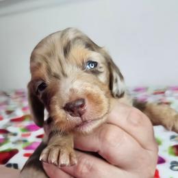 Chocolate and tan dapple female - Dapple female Dachshund puppy in Belle Rive, Illinois from Akin's Miniature Dachshunds, LLC