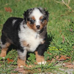 Crosshair - Miniature American Shepherd puppy from Faithwalk Aussies and Mini American Shepherds
