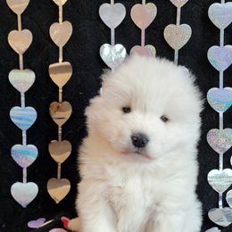 Samoyed Puppies from Limelight Samoyeds