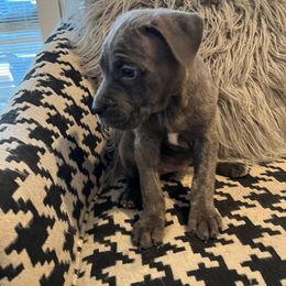 Girl 5 - Gray brindle Cane Corso puppy in Granbury, Texas from Revolutions Kennel