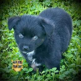 Outlaw - Black tri male Miniature Australian Shepherd puppy in El Dorado Springs, Missouri from HP Aussie Kennels