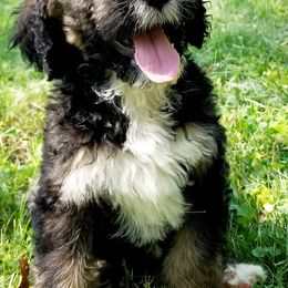 Bernedoodle Puppies from Rose River Farms