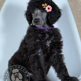 Rumi - Silver female Poodle puppy in Spring Hills, Florida from The Olympus Standard Poodle