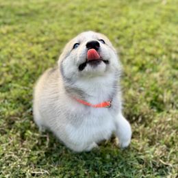 Siberian Husky Puppies from Pride Rock Siberians