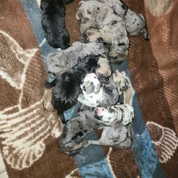 Great Dane Puppies from La Rebel Danes