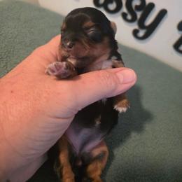 Girl 2 - Black and tan female Yorkshire Terrier puppy in Clermont, Florida from Bella's Prissy Butts