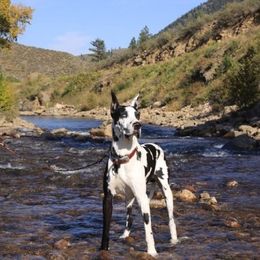 Great Danes from Vanmar Great Danes of Colorado