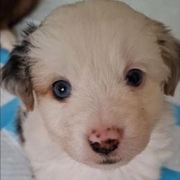Bailey - Blue merle female Miniature Australian Shepherd puppy in Copperas Cove, Texas from Aussies Acre