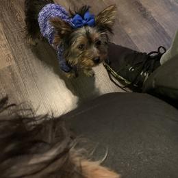 Yorkshire Terrier Puppies from Missy Lu Lap Puppies