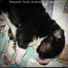 Orange - Black & white female Australian Shepherd puppy in Bloomfield, New York from Wayward Trails Kennel