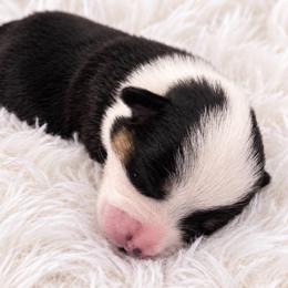 Dolly - Black and white female Cardigan Welsh Corgi puppy in Kerens, West Virginia from Leather & Lace