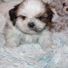 Boy 2 - Red and white male Shih Tzu puppy in Craig, Colorado from Rocky Mountain Shih Tzus and Dry Creek Miniature Dachshunds