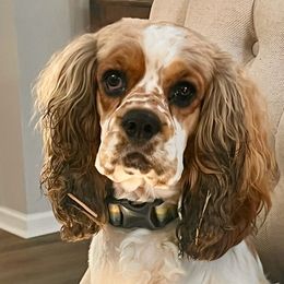 Winston - Cocker Spaniel