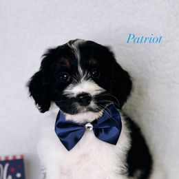 Patriot - Tri-color male Bernedoodle puppy in Williamson, New York from Lakeside Doodles