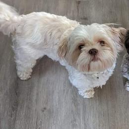 Mabel - Shih Tzu