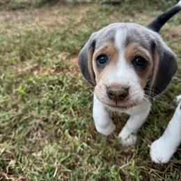 Kiwi - Blue tan and white female Beagle puppy in Rogersville, Missouri from Hales Little Beagle Haven