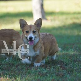 Fern - Pembroke Welsh Corgi
