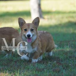 Fern - Pembroke Welsh Corgi
