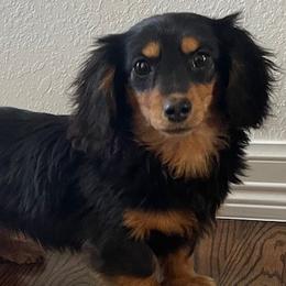 Ducky - Dachshund