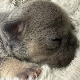 Boo Berry with OFA Parents - Blue female French Bulldog puppy in Billings, Montana from Yellowstone Frenchies