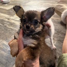 Henry - Fawn male Chihuahua puppy in Summerfield, Florida from Uey’s Chihuahuas