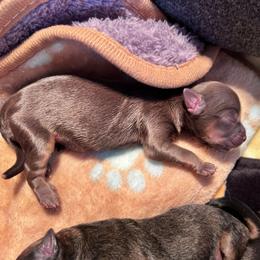 Brownie - Gold male Shihpoo puppy in Denver, Colorado from Angel babies