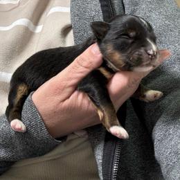 Cinnamon - Black tri female Miniature American Shepherd puppy in Tonasket, Washington from V5 Aussies