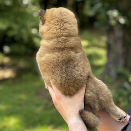 Shiba Inu Puppies from H & J Shiba Inu’s