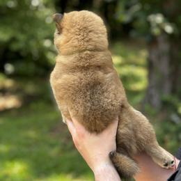 Shiba Inu Puppies from H & J Shiba Inu’s