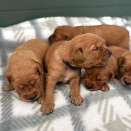Boy 5 - Dark golden male Golden Retriever puppy in Marshfield, Missouri from Hilltop Kennel LLC