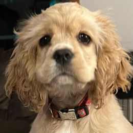 Cocker Spaniel Puppies from Timber Sunrise Cockers