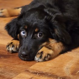 Cleo - Black tri Miniature Australian Shepherd puppy in Dalton City, Illinois from AA Aussies