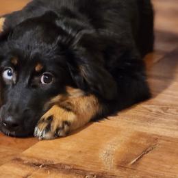 Cleo - Black tri Miniature Australian Shepherd puppy in Dalton City, Illinois from AA Aussies