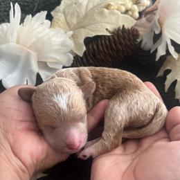Angel Baby - Cream female Poodle puppy in Hemet, California from Vallevistadoodles