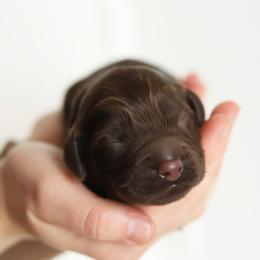 Blue - Chocolate male Australian Labradoodle puppy in Williamstown, New York from Lewis Manor Labradoodles