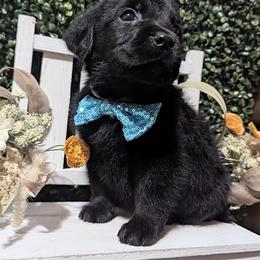Black Boy -2 - Black male Labrador Retriever puppy in Angola, Indiana from Reniers Labrador Retrievers