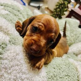 Clover - Red female Dachshund puppy in Fontana, California from DOXI.E.