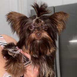 Lula lay - Chocolate, tan and white female Yorkshire Terrier puppy in Fort Myers, Florida from Katherine’s Yorkies and Poodles