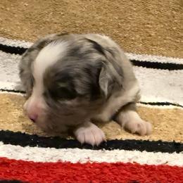 Suzie Q Girl 2 - Blue merle female Australian Shepherd puppy in Churchill County Fallon, Nevada from Card Family Ranch