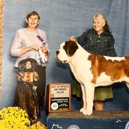 Wicked - Saint Bernard