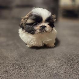 Ellie - White female Pekingese puppy in Kingman, Arizona from Faith Harvey