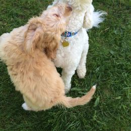 Australian Labradoodle Puppies from Victoria Creek Australian Labradoodles