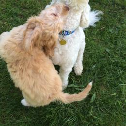 Australian Labradoodle Puppies from Victoria Creek Australian Labradoodles