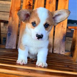 Ziggy - Sable male Pembroke Welsh Corgi puppy in El Dorado Springs, Missouri from Trixie Dixie