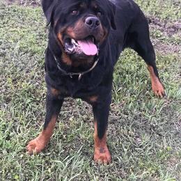 MAX - Rottweiler