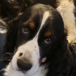 Violet - English Springer Spaniel