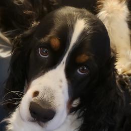 Violet - English Springer Spaniel